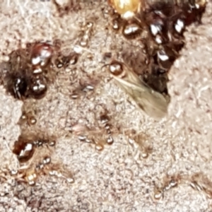 Pheidole sp. (genus) at Holt, ACT - 24 Mar 2021