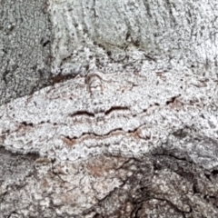 Didymoctenia exsuperata (Thick-lined Bark Moth) at Ginninderry Conservation Corridor - 24 Mar 2021 by trevorpreston