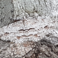 Didymoctenia exsuperata (Thick-lined Bark Moth) at Holt, ACT - 24 Mar 2021 by trevorpreston