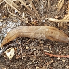 Ambigolimax nyctelia (Striped Field Slug) at Ginninderry Conservation Corridor - 24 Mar 2021 by trevorpreston