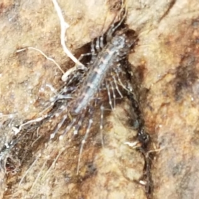Scutigeridae (family) (A scutigerid centipede) at Holt, ACT - 24 Mar 2021 by tpreston