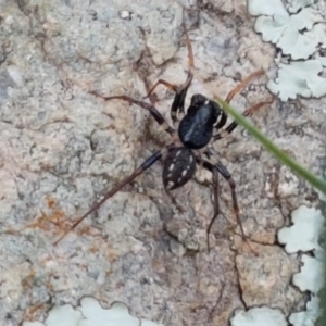 Zodariidae (family) at Holt, ACT - 24 Mar 2021