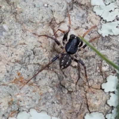 Zodariidae (family) (Ant spider or Spotted ground spider) at Holt, ACT - 24 Mar 2021 by trevorpreston