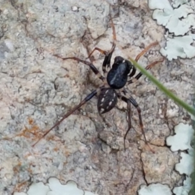 Zodariidae sp. (family) (Unidentified Ant spider or Spotted ground spider) at Holt, ACT - 24 Mar 2021 by tpreston