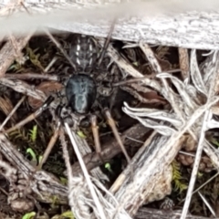 Zodariidae (family) at Holt, ACT - 24 Mar 2021 04:43 PM