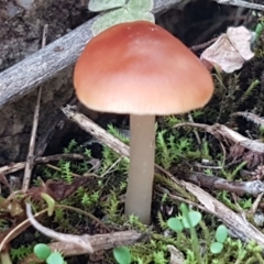 Unidentified Cap on a stem; gills below cap [mushrooms or mushroom-like] at Holt, ACT - 24 Mar 2021 by trevorpreston