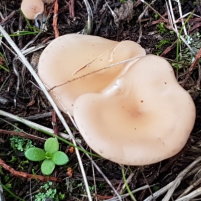 Unidentified Cap on a stem; gills below cap [mushrooms or mushroom-like] at Holt, ACT - 24 Mar 2021 by tpreston
