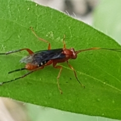 Lissopimpla excelsa (Orchid dupe wasp, Dusky-winged Ichneumonid) at Holt, ACT - 24 Mar 2021 by trevorpreston