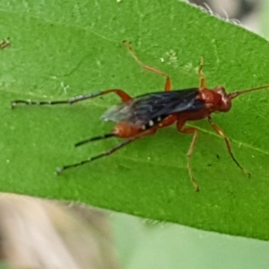 Lissopimpla excelsa at Holt, ACT - 24 Mar 2021 04:36 PM