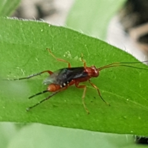 Lissopimpla excelsa at Holt, ACT - 24 Mar 2021 04:36 PM