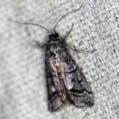 Cryptoblabes euraphella (Cryptoblabes euraphella) at O'Connor, ACT - 4 Nov 2020 by ibaird