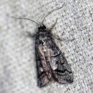 Cryptoblabes euraphella at O'Connor, ACT - 4 Nov 2020 08:42 PM