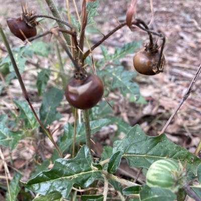 Solanum cinereum (Narrawa Burr) at Hackett, ACT - 24 Mar 2021 by waltraud