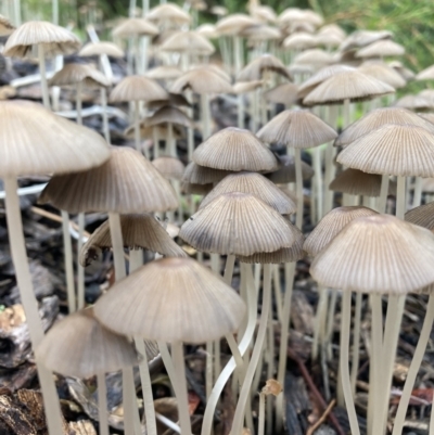 Coprinellus etc. (An Inkcap) at Hackett, ACT - 24 Mar 2021 by waltraud