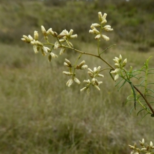 Cassinia quinquefaria at Yass River, NSW - 24 Mar 2021