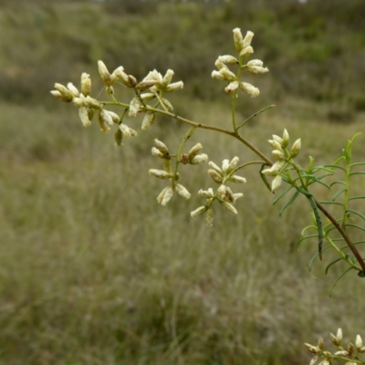 Cassinia quinquefaria (Rosemary Cassinia) at Yass River, NSW - 24 Mar 2021 by SenexRugosus