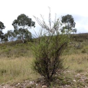 Cassinia quinquefaria at Yass River, NSW - 24 Mar 2021