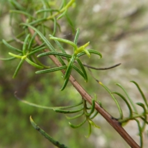 Cassinia quinquefaria at Yass River, NSW - 24 Mar 2021