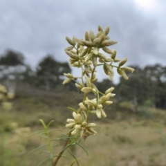 Cassinia quinquefaria at Yass River, NSW - 24 Mar 2021