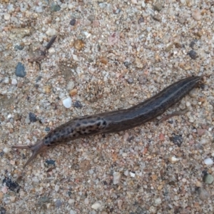 Limax maximus at Tharwa, ACT - 24 Mar 2021 06:41 PM