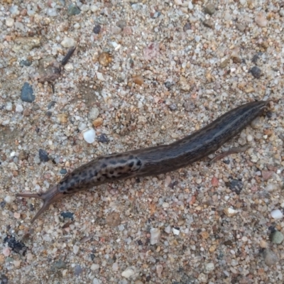 Limax maximus (Leopard Slug, Great Grey Slug) at Point Hut to Tharwa - 24 Mar 2021 by michaelb