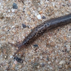 Limax maximus at Tharwa, ACT - 24 Mar 2021 06:41 PM