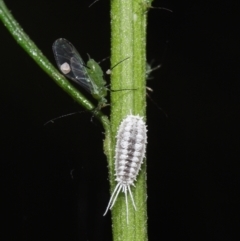 Pseudococcidae sp. (family) (A mealybug) at ANBG - 19 Mar 2021 by TimL