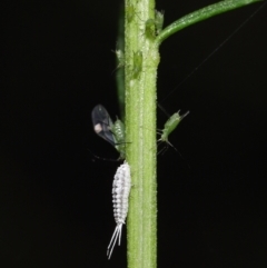 Pseudococcidae sp. (family) at Downer, ACT - 19 Mar 2021