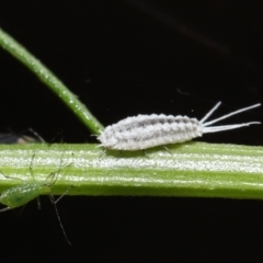 Pseudococcidae sp. (family) at Downer, ACT - 19 Mar 2021