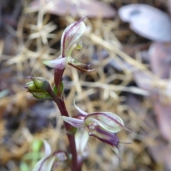 Acianthus exsertus (Large Mosquito Orchid) at Yass River, NSW - 23 Mar 2021 by SenexRugosus