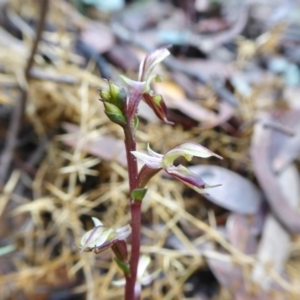 Acianthus exsertus at Yass River, NSW - 24 Mar 2021