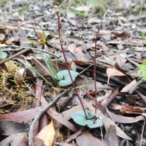 Acianthus exsertus at Yass River, NSW - 24 Mar 2021