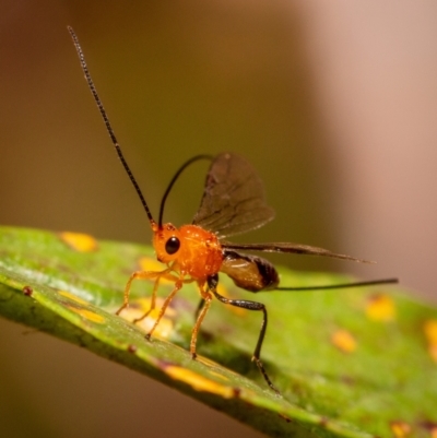 Ichneumonidae (family) (Unidentified ichneumon wasp) at Hackett, ACT - 24 Mar 2021 by Boagshoags