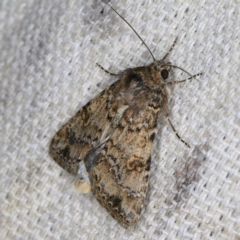 Heliothis punctifera (Lesser Budworm) at O'Connor, ACT - 14 Oct 2020 by ibaird