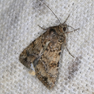 Heliothis punctifera (Lesser Budworm) at O'Connor, ACT - 14 Oct 2020 by ibaird