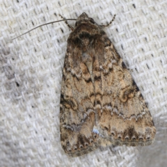 Heliothis punctifera at O'Connor, ACT - 14 Oct 2020