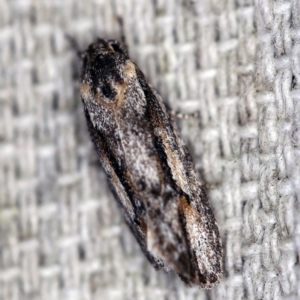 Agriophara leptosemela at O'Connor, ACT - 18 Oct 2020