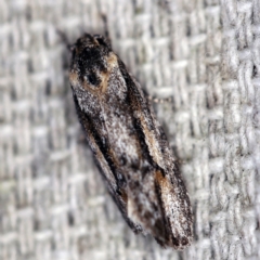 Agriophara leptosemela (A Gelechioid moth) at O'Connor, ACT - 18 Oct 2020 by ibaird