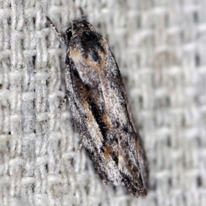 Agriophara leptosemela at O'Connor, ACT - 18 Oct 2020