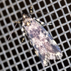 Barea codrella (A concealer moth) at O'Connor, ACT - 18 Oct 2020 by ibaird