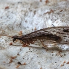 Stenosmylus stenopterus (An Osmylid Lacewing) at Mount Ainslie - 24 Mar 2021 by jb2602