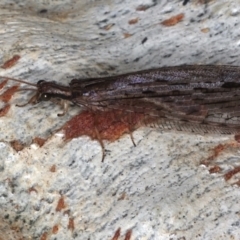 Stenosmylus stenopterus at Majura, ACT - 24 Mar 2021