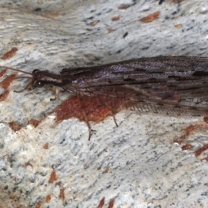 Stenosmylus stenopterus at Majura, ACT - 24 Mar 2021