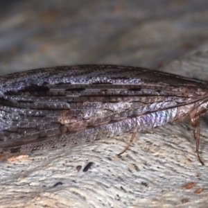 Stenosmylus stenopterus at Majura, ACT - 24 Mar 2021