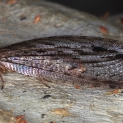 Stenosmylus stenopterus at Majura, ACT - 24 Mar 2021