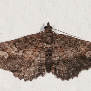 Pasiphilodes testulata at Melba, ACT - 19 Mar 2021