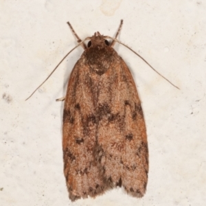 Garrha (genus) at Melba, ACT - 19 Mar 2021 09:23 PM