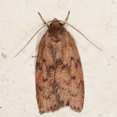 Garrha (genus) (A concealer moth) at Melba, ACT - 19 Mar 2021 by kasiaaus