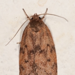 Garrha (genus) at Melba, ACT - 19 Mar 2021 09:23 PM