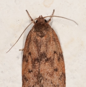 Garrha (genus) at Melba, ACT - 19 Mar 2021